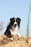 BORDER COLLIE 359